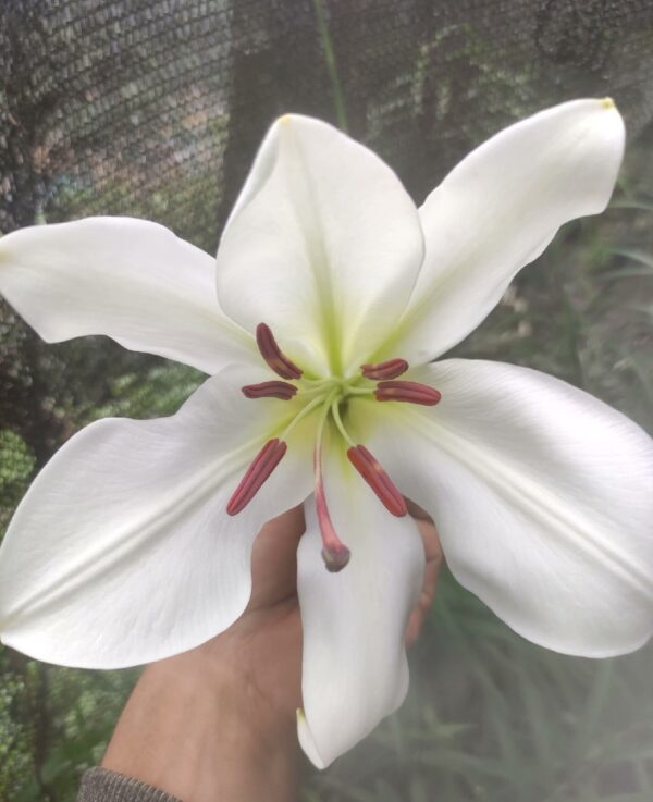 Lilium brownii W/O-5013