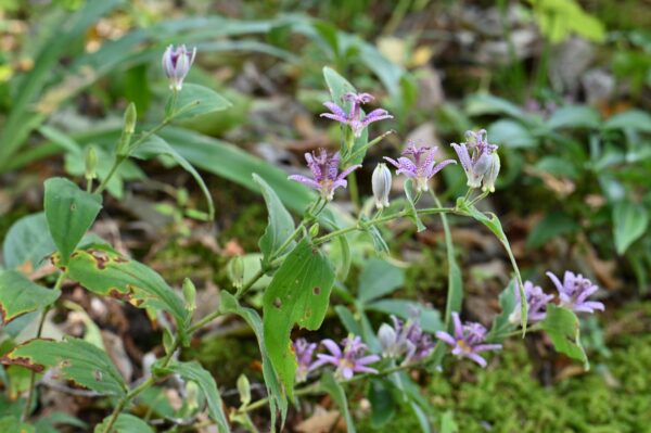 Tricyrtis hirta 'Miyazaki hybrids'