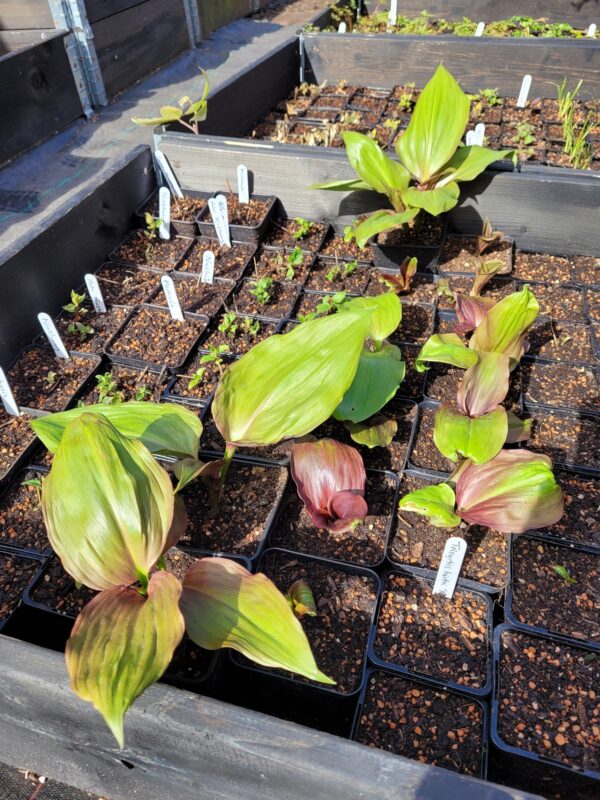 Allium aff. ovalifolium W/O-3001