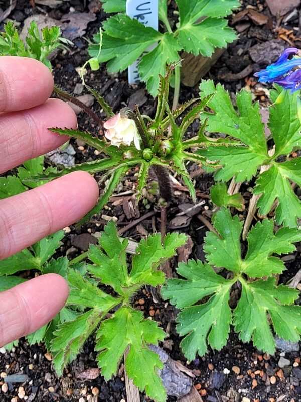 Anemone sp. (Chen Yi, China)