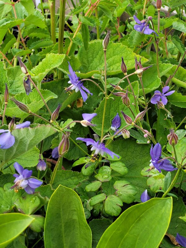 Aquilegia parviflora