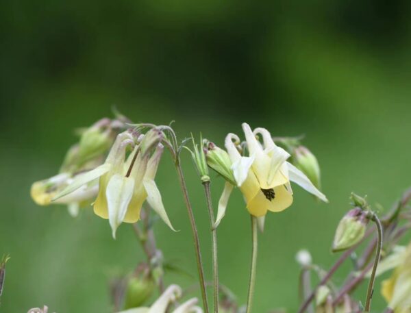 Aquilegia oxysepala f. pallidiflora W/O-5001