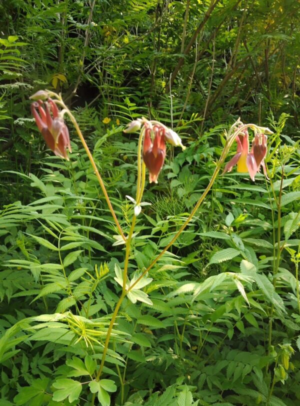 Aquilegia oxysepala (mixed) W/O-5002