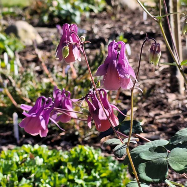 Aquilegia yabeana W/O-4002