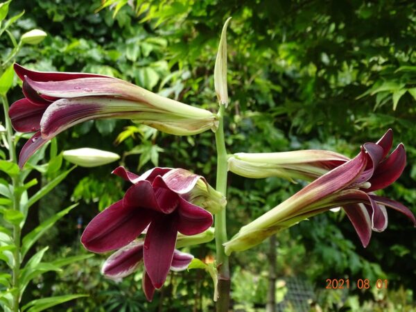 Cardiocrinum cordatum, red form