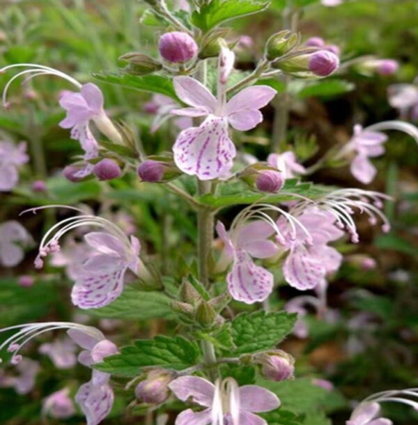 Caryopteris terniflora W/O-4004