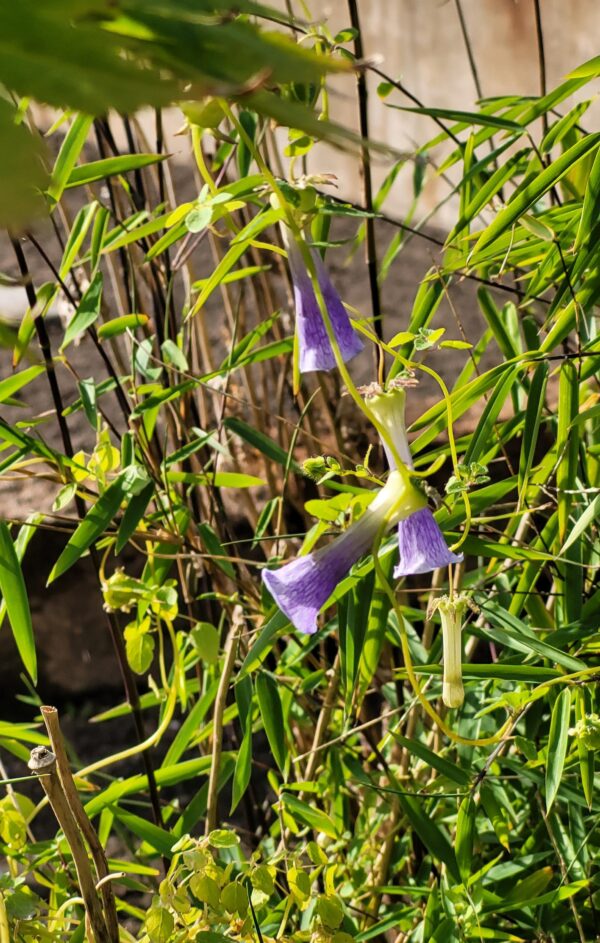 Codonopsis gracilis PBR1265