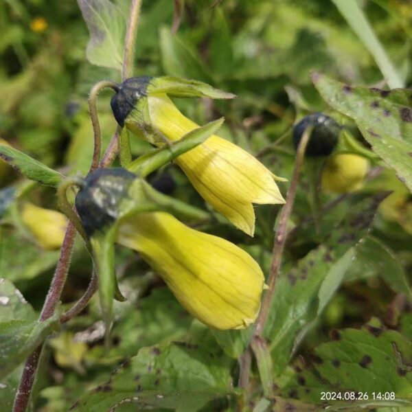 Codonopsis sp. W/O-4014