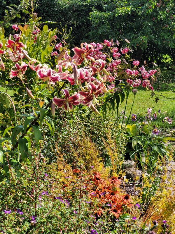 Echinacea, orange hybrid