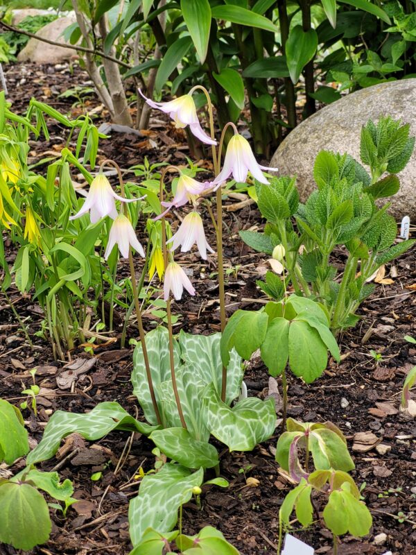 Erythronium ex 'Kinfauns Pink'