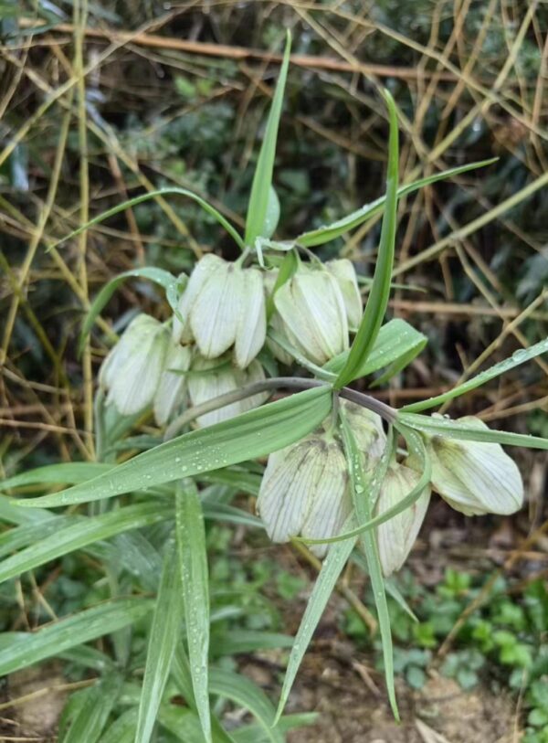 Fritillaria sp. aff. monantha W/O-4017