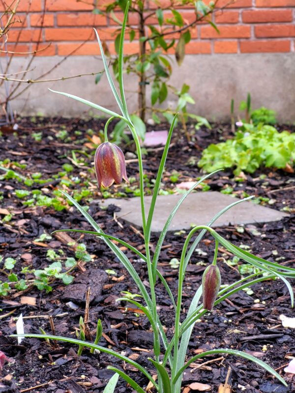 Fritillaria pyrenaica