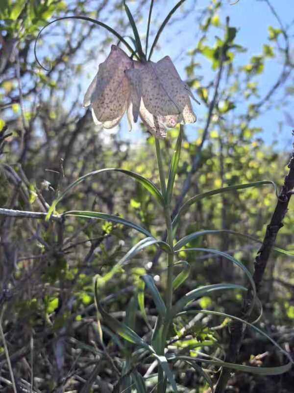 Fritillaria tortifolia W/O-5004