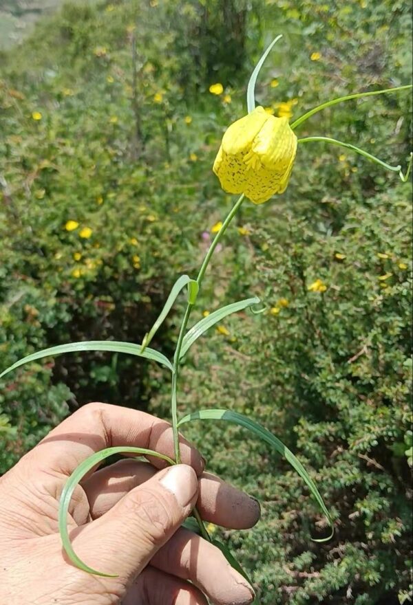 Fritillaria yuzhongensis W/O-5006