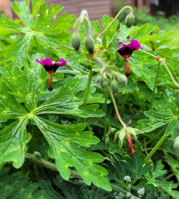 Geranium delavayi W/O-3024