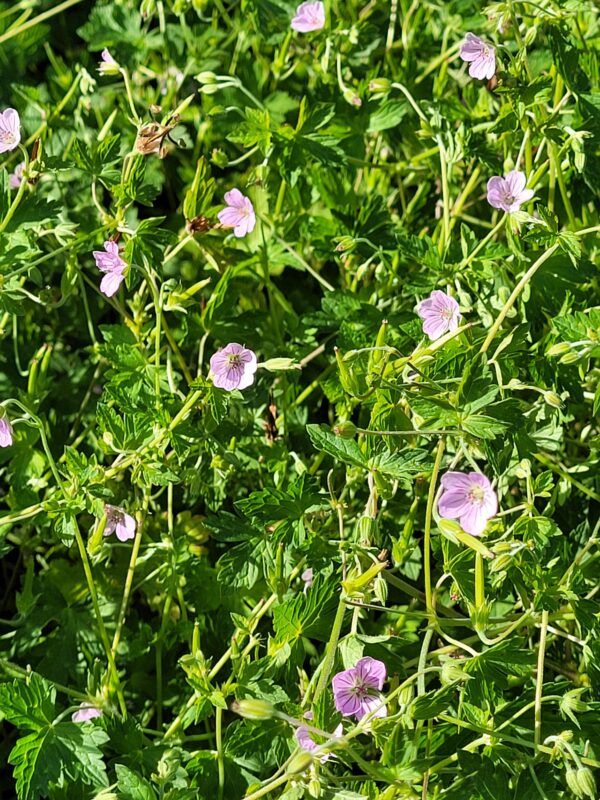 Geranium nepalense PBR1166