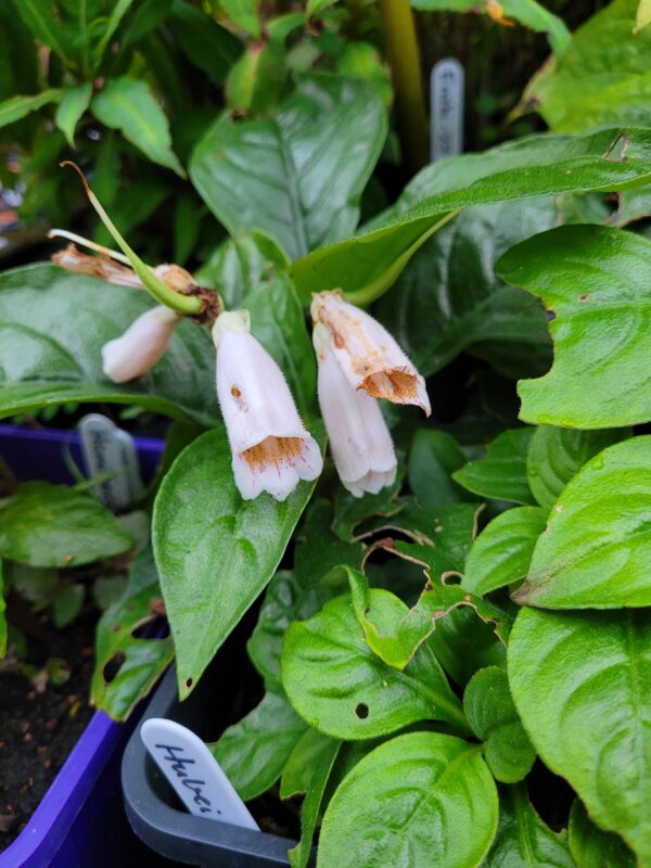 Hemiboea subcapitata W/O-3026