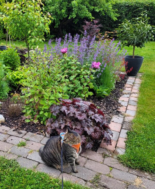 Heuchera hybrids, mixed