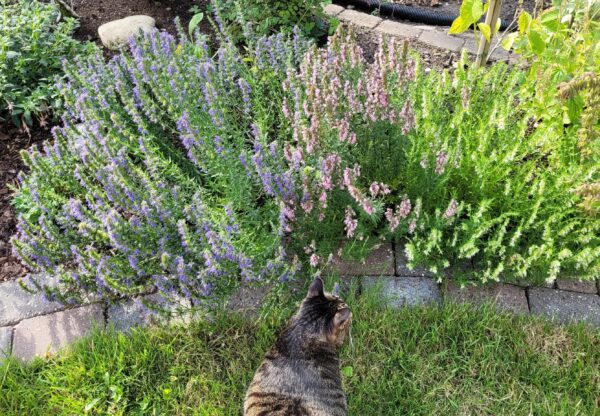 Hyssopus officinalis, colour mix