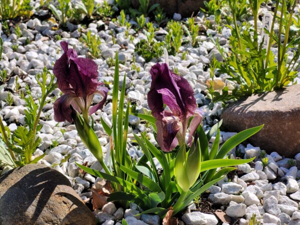 Iris attica