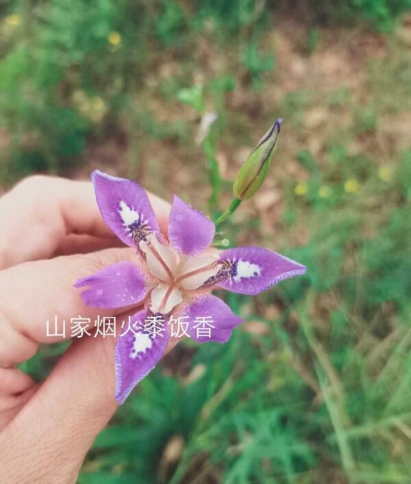 Iris dichotoma W/O-5008