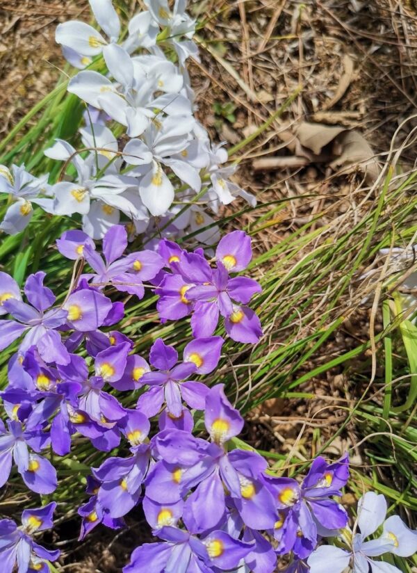 Iris henryi W/O-5010