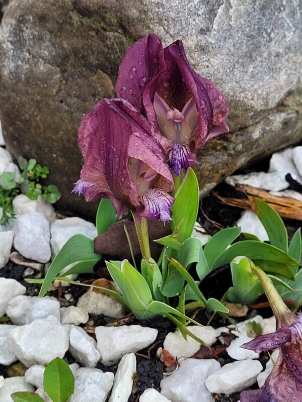 Iris mellita (purple)