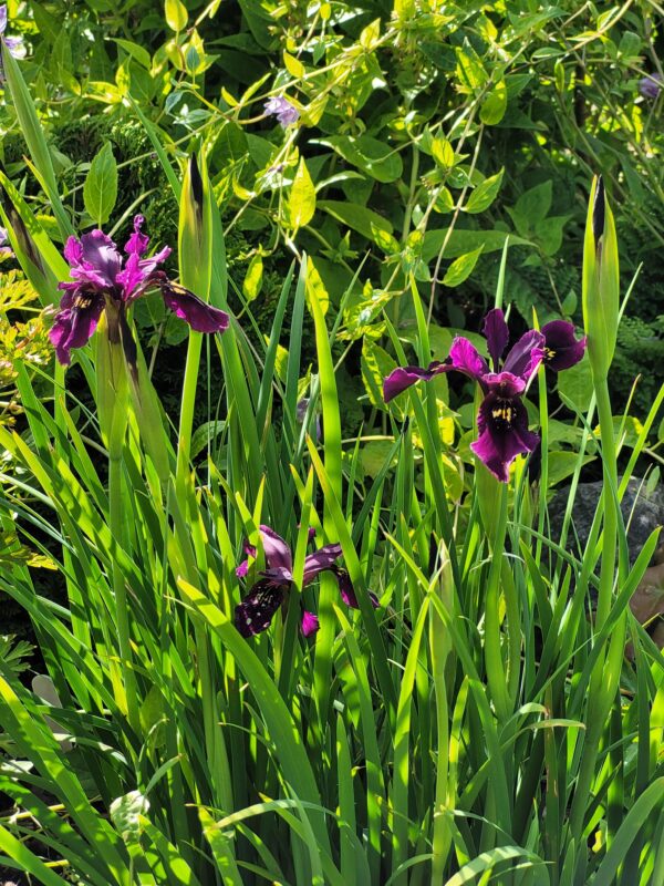 Iris chrysographes 'Rubella'