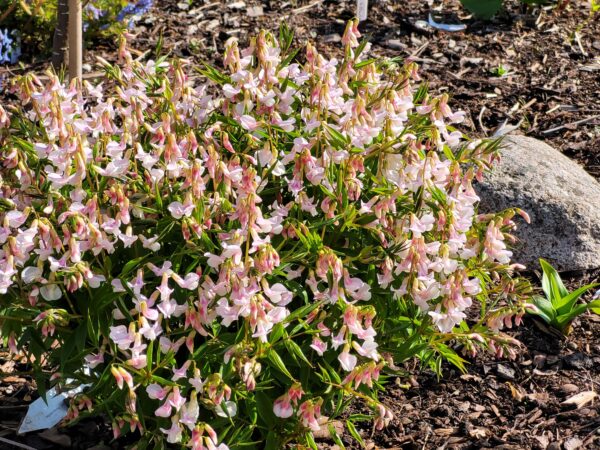 Lathyrus vernus 'Alboroseus'