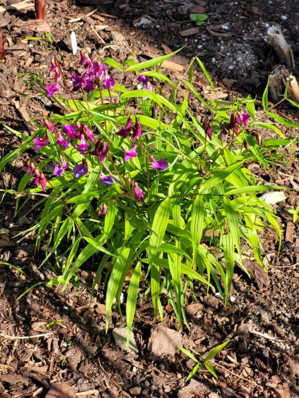 Lathyrus vernus 'Filicifolius'