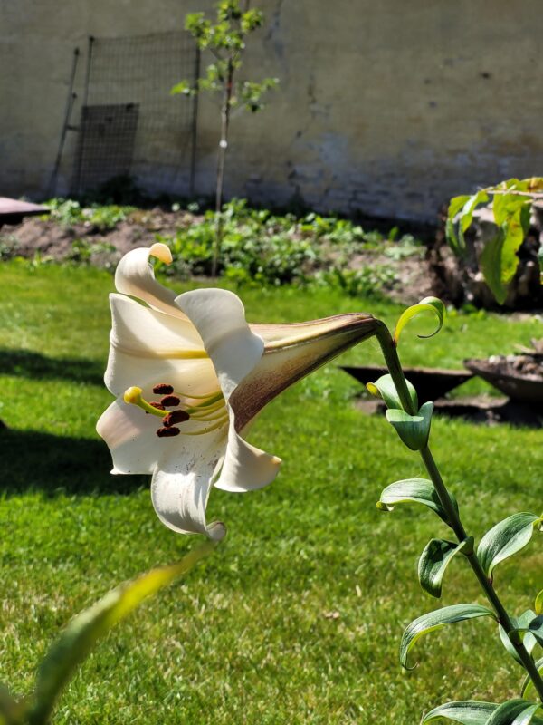 Lilium brownii W/O-4005