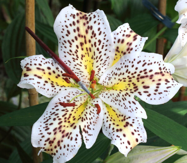 Lilium auratum (wild form)