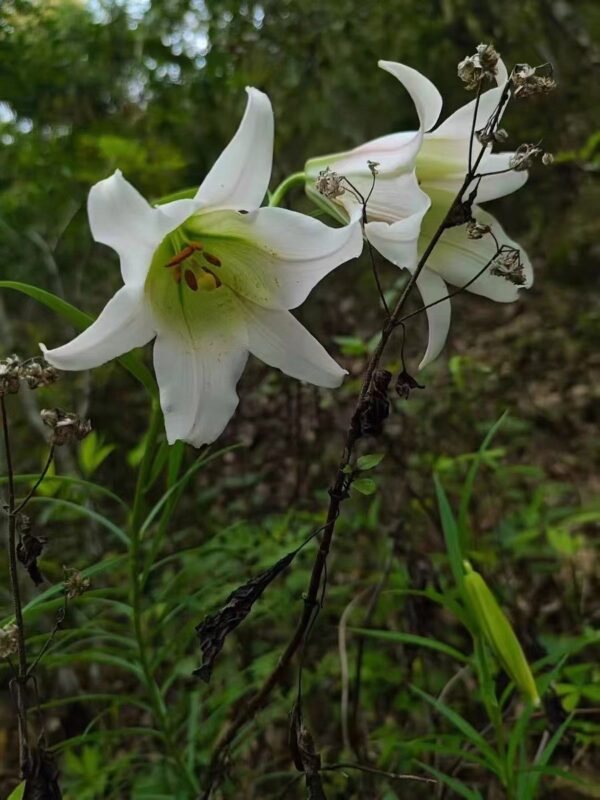 Lilium bakerianum, pink and white mxd. W/O-5012