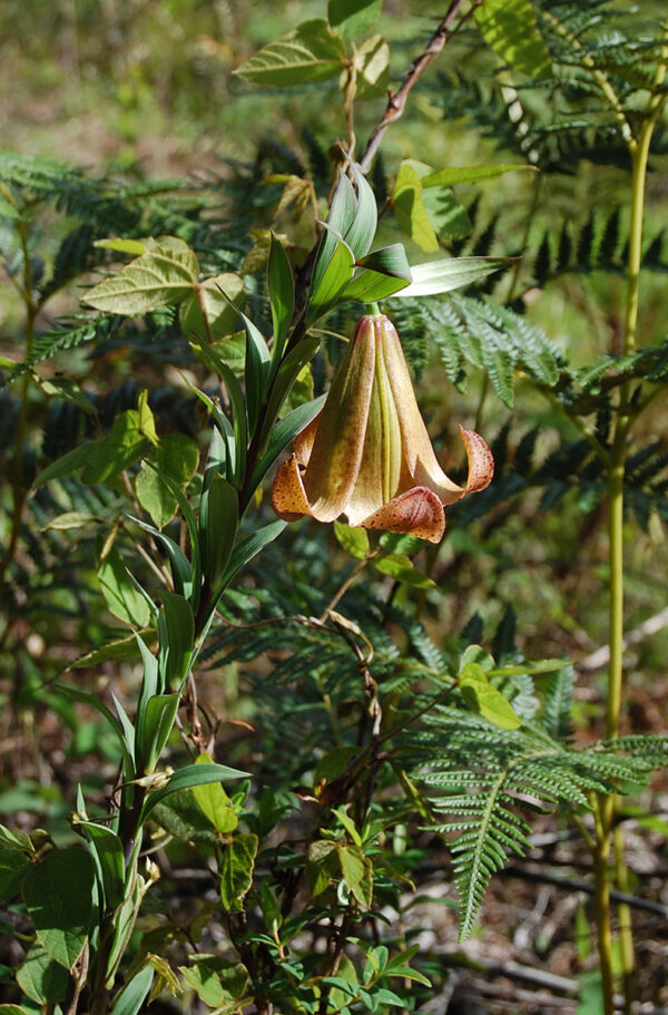 Lilium bakerianum var. delavayi