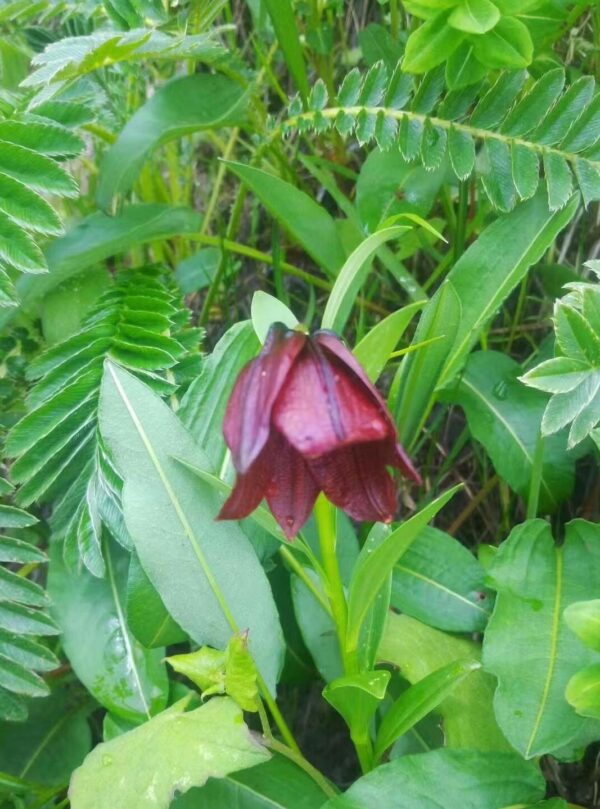 Lilium sp., souliei complex W/O-5025