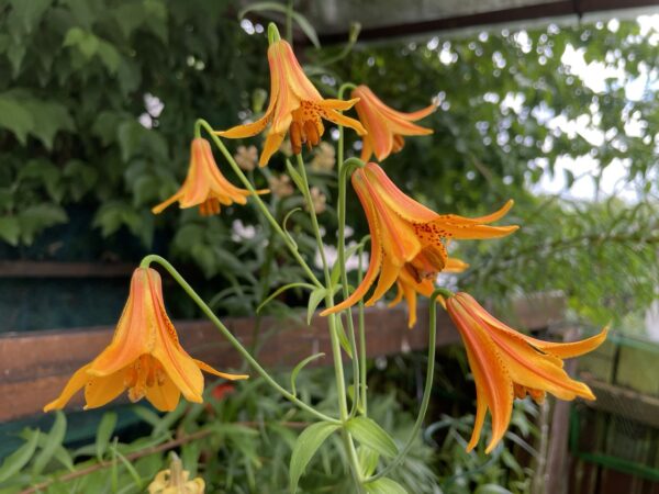 Lilium canadense, orange