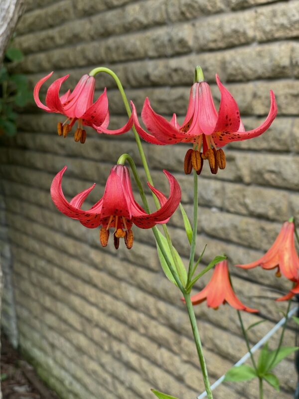 Lilium canadense var. editorum