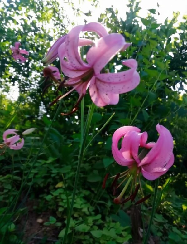 Lilium cernuum W/O-4016