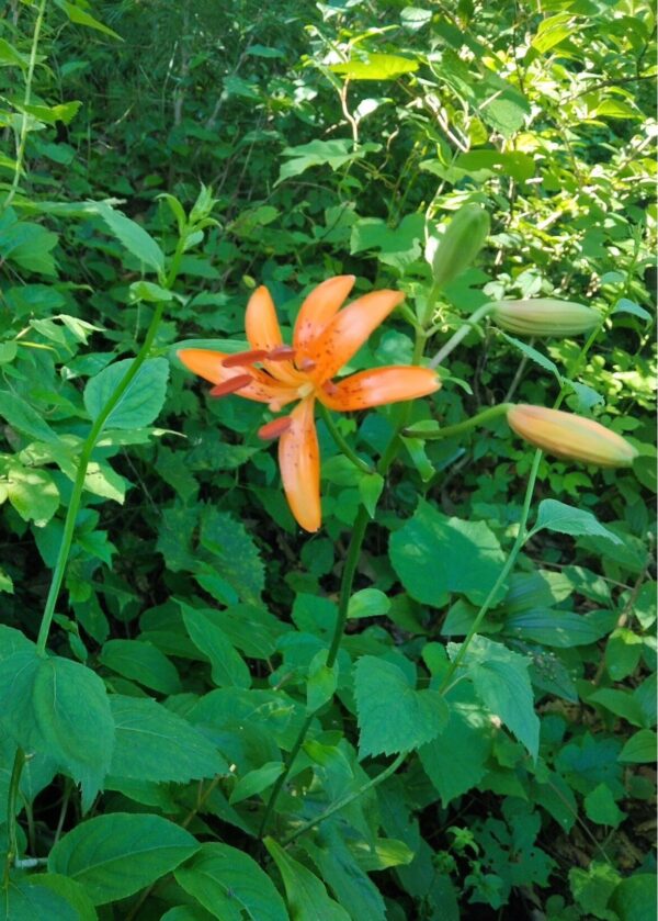 Lilium distichum W/O-5017