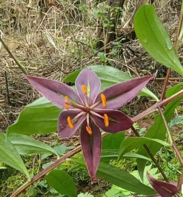 Lilium eupetes W/O-5018
