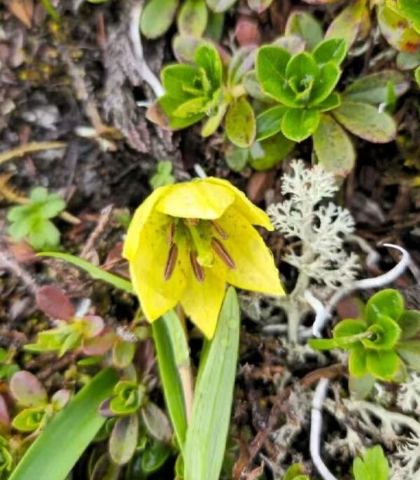 Lilium euxanthum W/O-4013