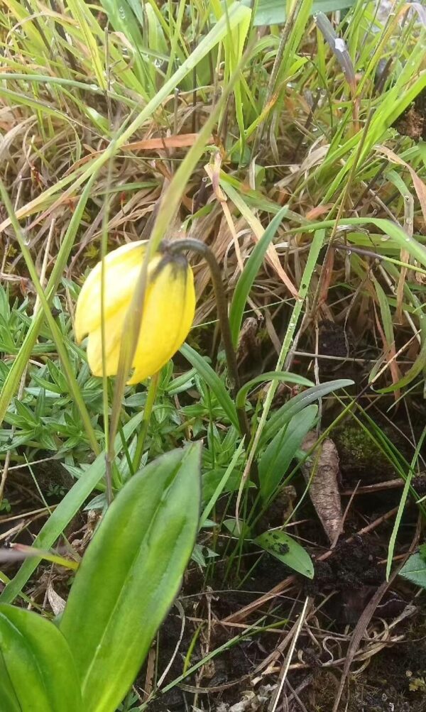 Lilium euxanthum W/O-5020