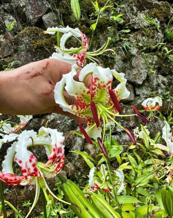 Lilium speciosum var. gloriosoides W/O-5026