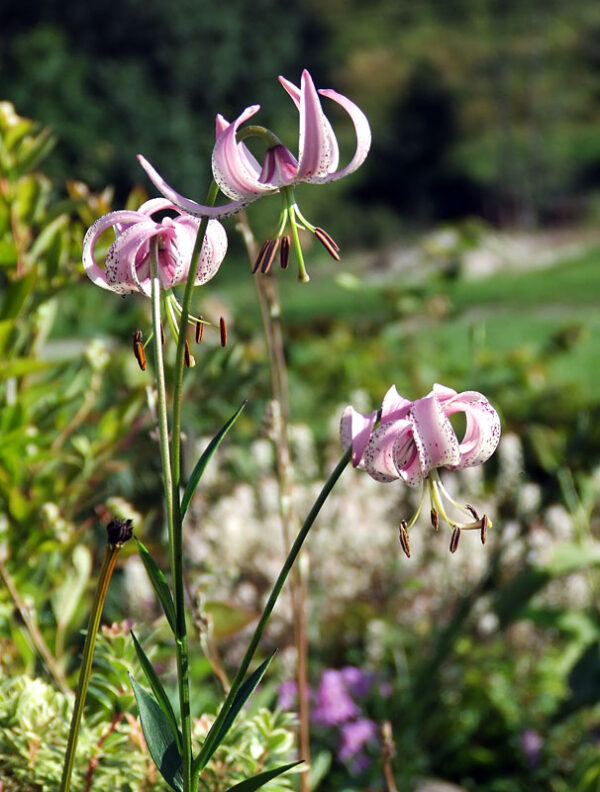 Lilium lankongense