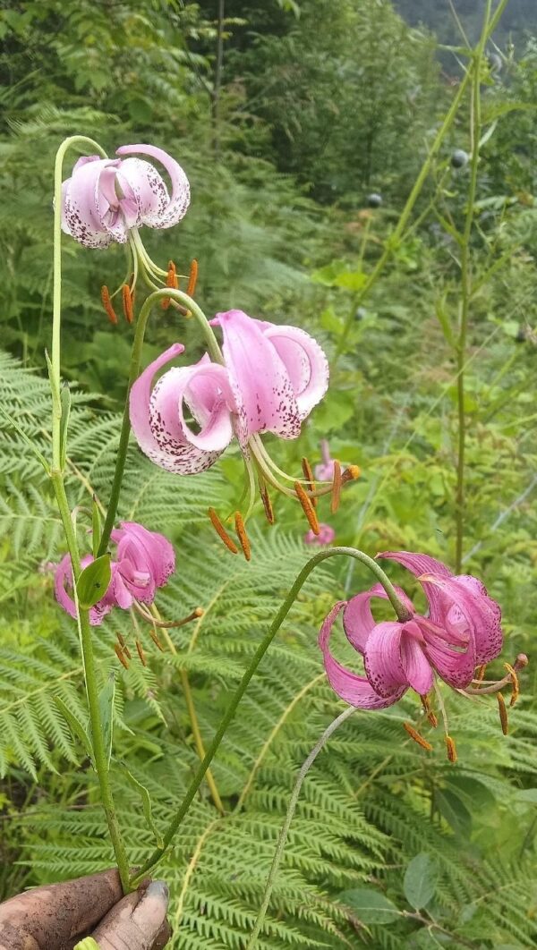 Lilium lankongense W/O-5021