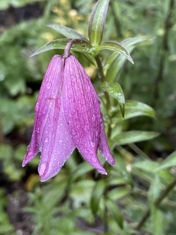 Lilium mackliniae, Naga (dark) form