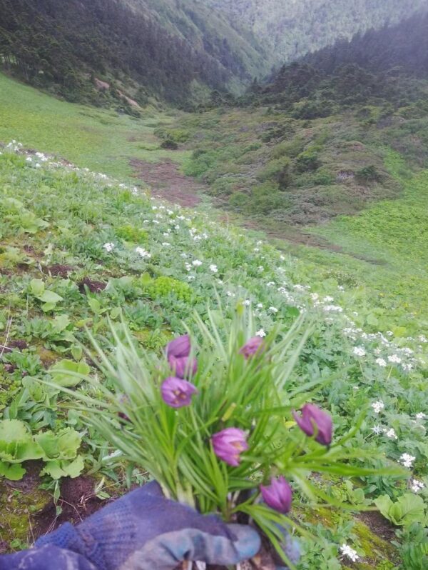 Lilium nanum W/O-5023