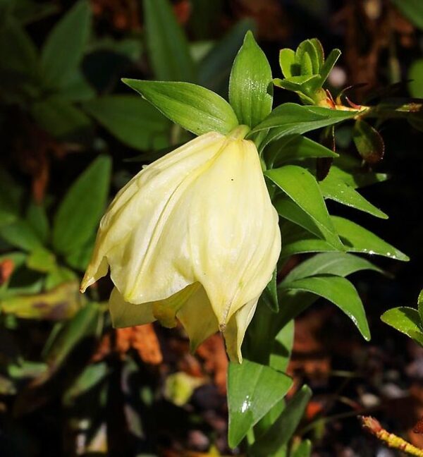 Lilium oxypetalum var. oxypetalum