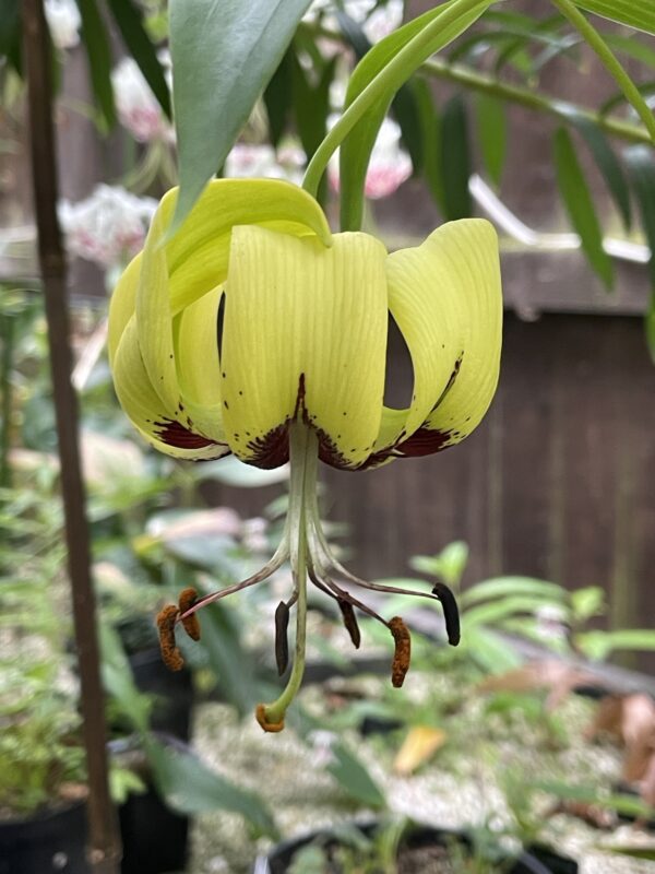 Lilium primulinum var. burmanicum