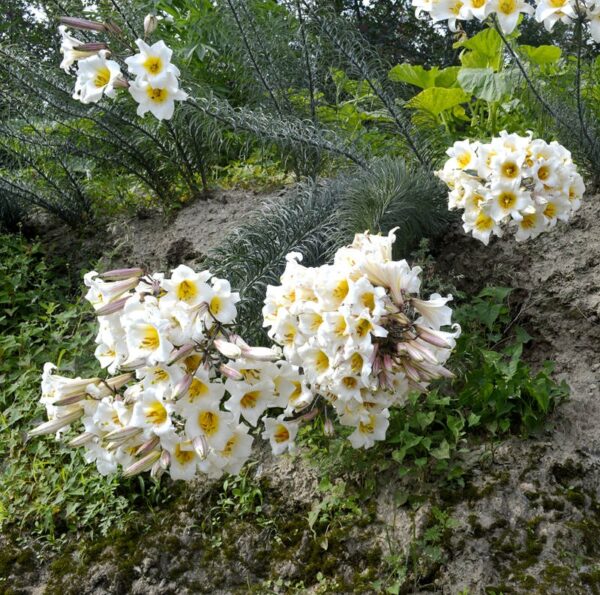 Lilium regale W/O-0145